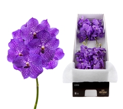 Vanda Violet Blue 83 20cm 11cm Hd