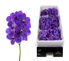 Vanda Blueberry Smoothie 20cm 8cm Hd