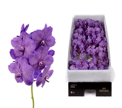 Vanda Lavender Sprinkles 25cm 11cm Hd