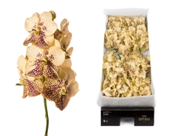 Vanda Yellow Henna 20cm 11cm Hd