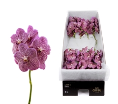 Vanda Tropical Punch 25cm 10cm Hd