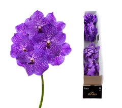 Vanda Violet Blue 83 20cm 11cm Hd