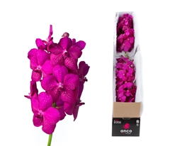 Vanda Tayanee Cerise 20cm 6cm Hd