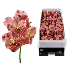 Vanda Leopard Coral 25cm 12cm Hd