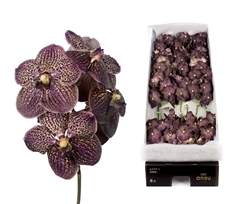 Vanda Chocolate Brown 30cm 12cm Hd