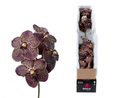 Vanda Chocolate Brown 30cm 12cm Hd