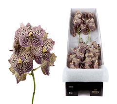 Vanda Ocelot Sangria 25cm 11cm Hd