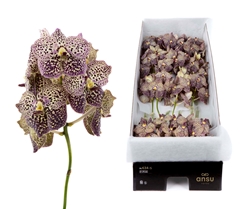 Vanda Ocelot Sangria 25cm 11cm Hd