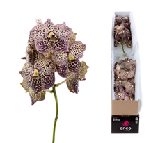 Vanda Ocelot Sangria 25cm 11cm Hd