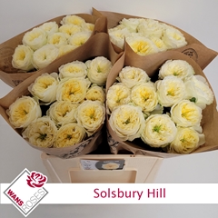 Rosa Solsbury Hill 60cm