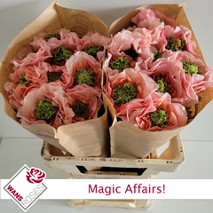 Rosa Magic Affairs! 60cm