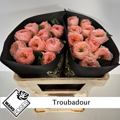 Rosa Troubadour 50cm