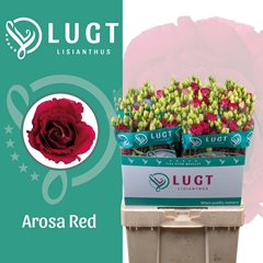 Eustoma Double Arosa Red 70cm