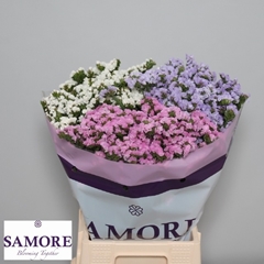 Limonium Sinuatum Mix 45cm 10gr.