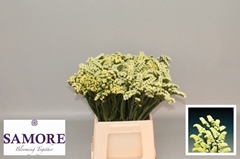 Limonium Sinuatum Mix 45cm 10gr.