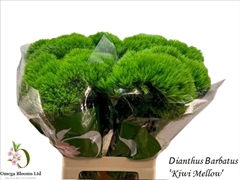 Dianthus Barb Kiwi Mellow 60cm