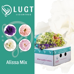 Eustoma Double Alissa Mix 70cm