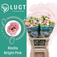 Eustoma Double Rosita Bright Pink 70cm
