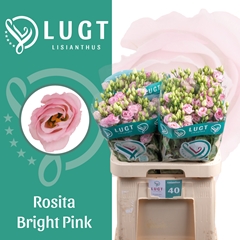 Eustoma Double Rosita Bright Pink 70cm