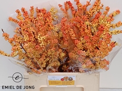 Ilex Verticillata Ilexia Victoria 60cm