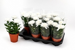 Chrysanth Supernova White 13Ø 30cm