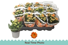 Kalanchoe Double Perfecta Orange 9Ø 19cm