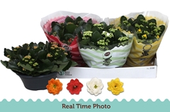 Kalanchoe Double Mix 23Ø 27cm