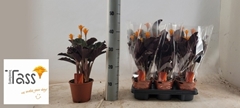 Calathea Crocata 14Ø 35cm