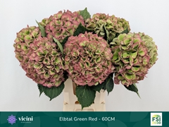 Hydrangea Elbtal Classic 60cm 18-20cm Hd