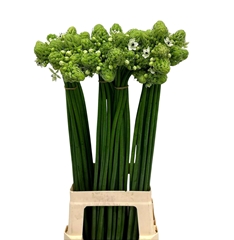 Ornithogalum Saundersiae 80cm