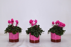 Cyclamen Super Serie Allure 12Ø 25cm