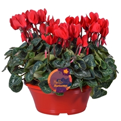 Cyclamen Super Serie Allure 23Ø 30cm