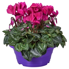Cyclamen Super Serie Allure 23Ø 30cm