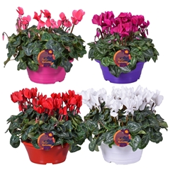 Cyclamen Super Serie Allure 23Ø 30cm