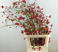 Rosa Zaffiro 100cm