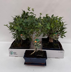 Bonsai Mix 20Ø 30cm