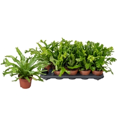 Asplenium Nidus Crissie 12Ø 25cm