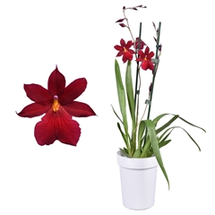 Burrageara Nelly Isler 12Ø 55cm 2st