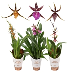 Brassia Summer Dream 12Ø 55cm 1st