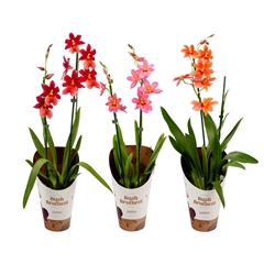 Burrageara Nelly Isler 12Ø 55cm 2st