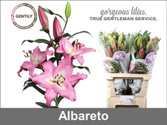 Lily Oriental Albareto 90cm 4+