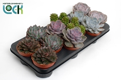 Echeveria 10Ø 15cm