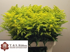 Solidago Marvellous Gold 75cm 30gr.