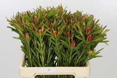 Leucadendron Ayoba Cherry Pearl 60cm