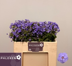 Phlox Butterfly 50cm