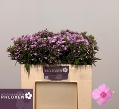 Phlox Sweet Lexy 50cm
