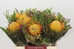 Protea Per Bunch 40cm
