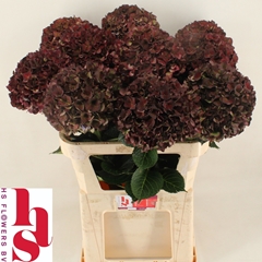 Hydrangea Pink Ruby Classic 80cm 20-22cm Hd