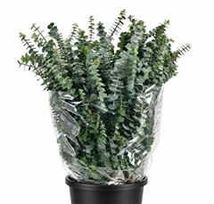 Eucalyptus Baby Blue Per Bunch 70cm 400gr.