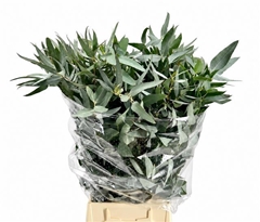 Eucalyptus Gloria Maria Per Bunch 65cm 400gr.